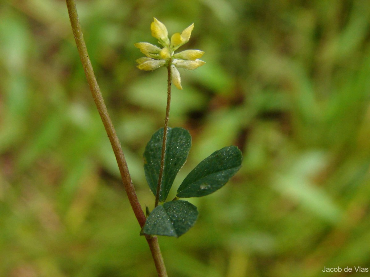 Trifolium dubium Sibth.